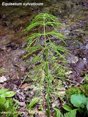 Meadow Horsetail