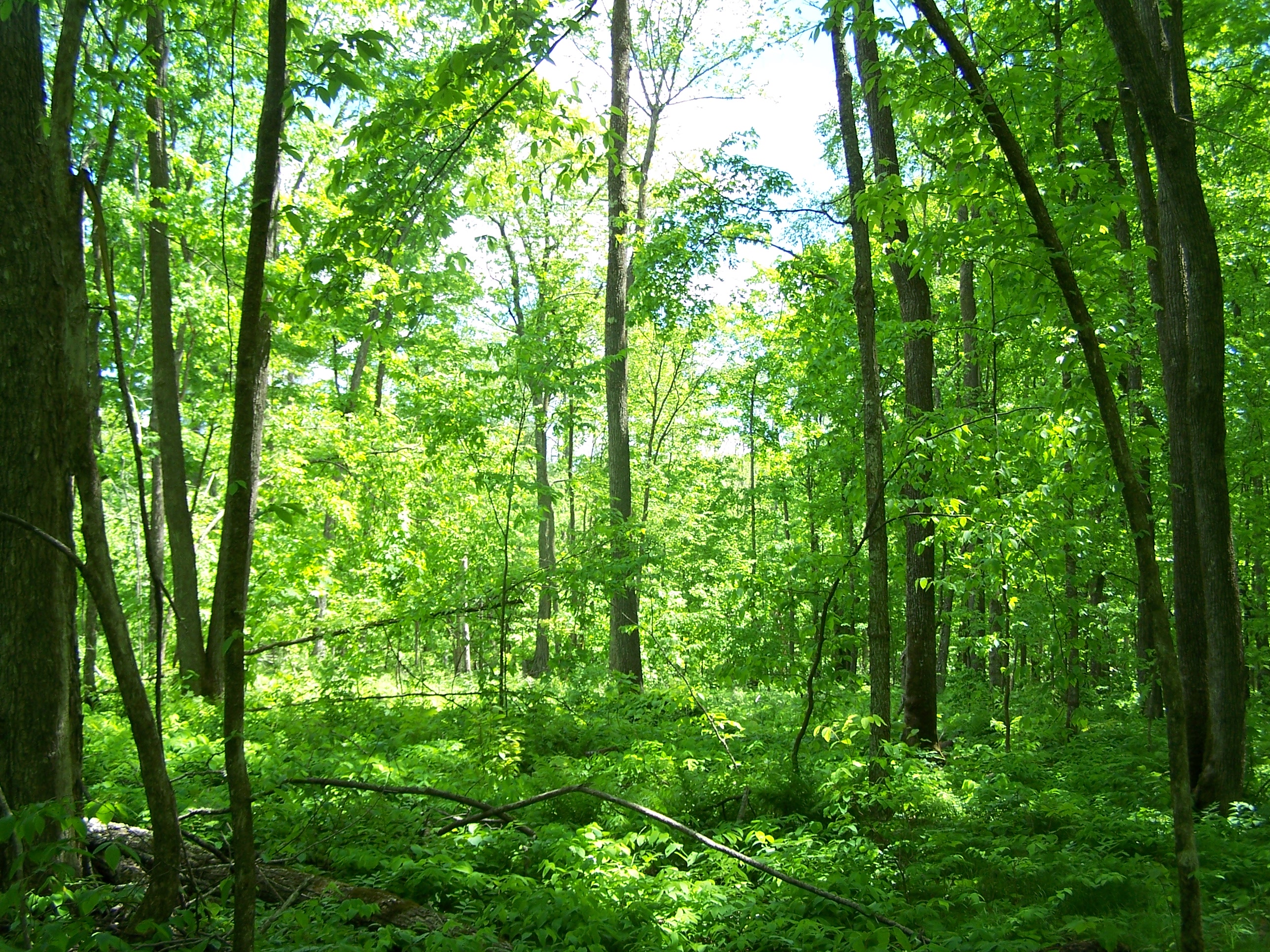 Woods in Aitkin County
