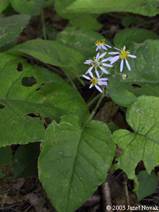 Large Leaf Aster