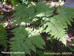 Bracken Fern