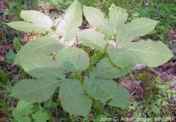 Wild Sarsaparilla