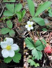 Wild Strawberry