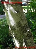 Paper birch